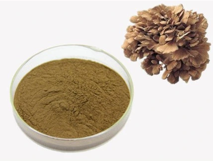 Polysaccharides de l'extrait 10%-50% de champignon de Maitake d'approvisionnement d'usine