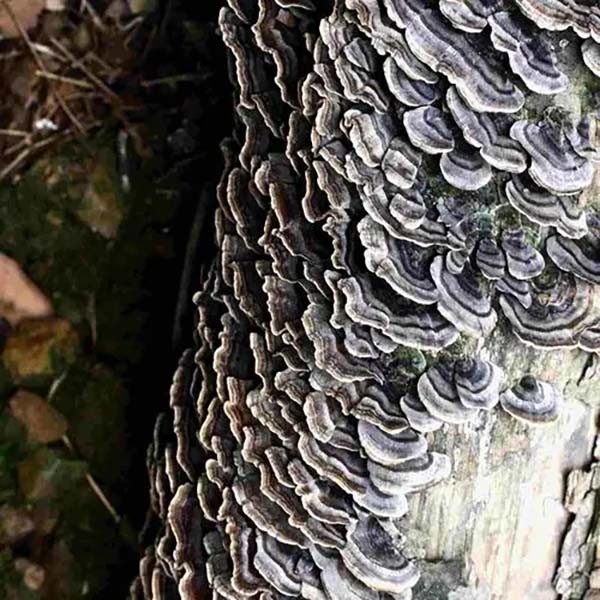 Coriolus Versicolor Extrait 10% à 50% Polysacchrides PSK PSP queue de dinde Extrait de champignon