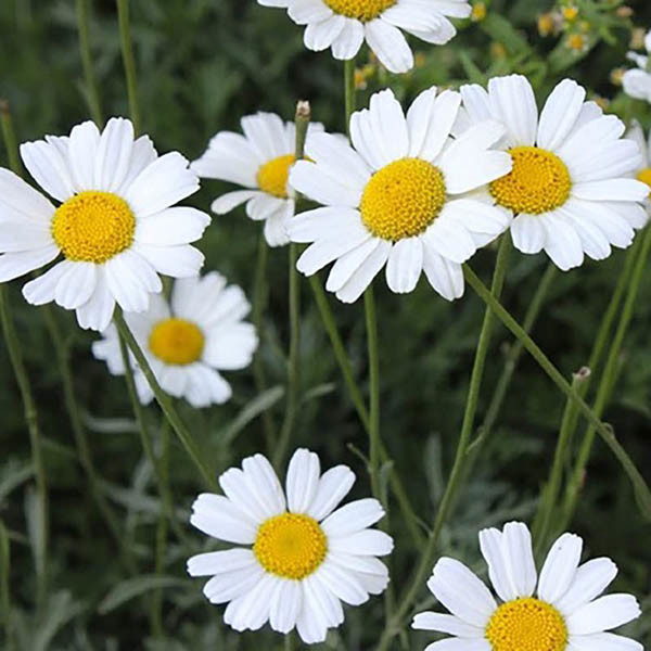 Pesticide naturel Extrait de pyréthrum pour lutte contre les ravageurs dans l'agriculture Liquide huileux transparent jaune clair