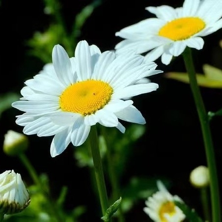 Extrait de pyréthrum 25% 50% 70% Pyréthrines Pesticide naturel pour une lutte écologique contre les ravageurs