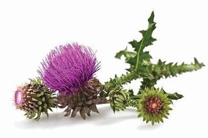 Extrait de plante à base de chardon-Marie 80% de silimarine  Gardien de la nature pour la santé du foie et la désintoxication