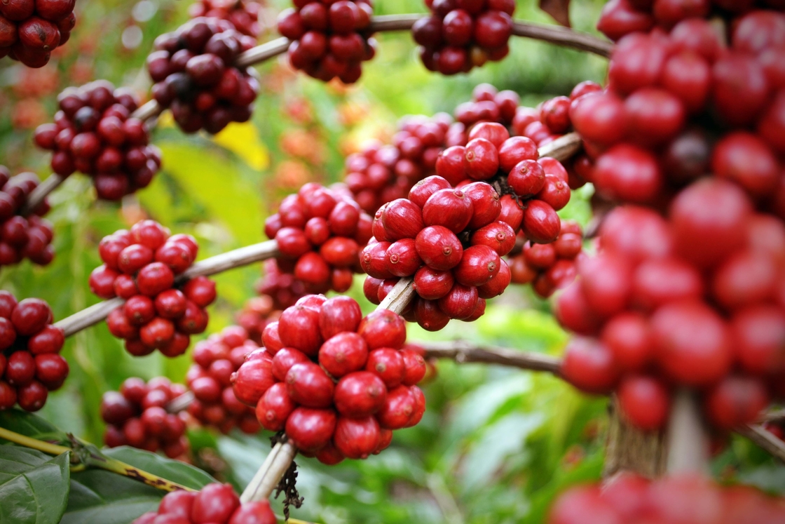 Améliorez votre bien-être avec l'extrait d'herbe naturelle SA-Herbal Schisandra Berry Extract 10:1