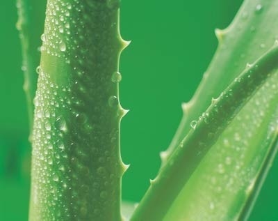 201 Extrait d'Aloe Vera Gel d'Aloe Vera Poudre séchée par congélation pour les cosmétiques