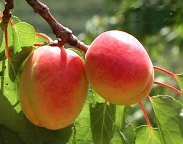 Amygdaline naturelle 98% cristalline blanche poudre amère amande amère extrait de graines d'abricot pour intermédiaires pharmaceutiques