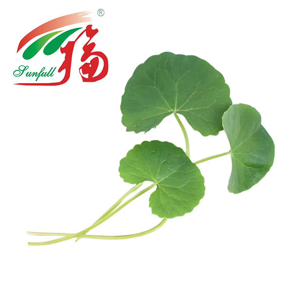 L'usine de cosmétiques Gotu Kola Extract extrait 80% d'asiaticoside pour les soins de la peau, la réparation des barrières et l'anti-irritation, pour les peaux sensibles ou sujettes à l'acné