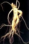 Extrait de ginseng Spécification du produit 10~30% Ginsénosides par UV 15% 20% Ginsénosides par HPLC 80% Ginsénosides par UV ((Stem & Leaves) Ginseng Poudre droite Différentes spécifications de Ginseng Extraits utiles
