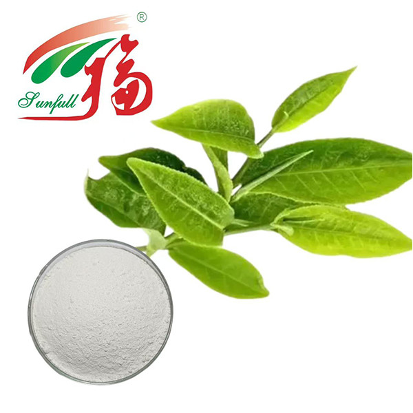 Le pouvoir antioxydant ultime! 98% EGCG Extrait de thé vert - Le bouclier de la nature pour la vitalité