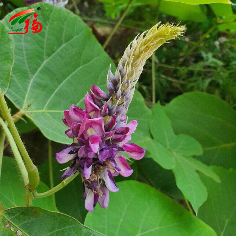 Extrait naturel de racine de kudzu de l'usine chinoise, puérarine avec 25%, 60%, 98% pour option