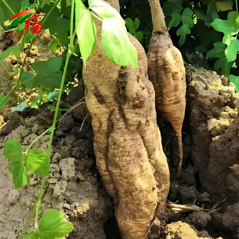 Extrait naturel de racine de kudzu de l'usine chinoise, puérarine avec 25%, 60%, 98% pour option