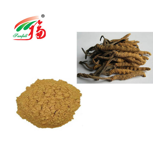 Poudre de champignon Cordyceps 80 Mesh pour le soutien immunitaire, fût de 25 kg