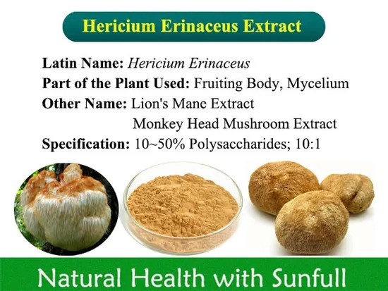 Extrait d'Hericium Erinaceus, poudre fine brun-jaune pour la guérison des maladies gastriques et la protection du foie