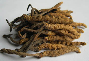 Poudre d'extrait de Cordyceps Sinensis contenant 10% de polysaccharides pour les aliments fonctionnels contre l'asthme en poudre jaune brune fine