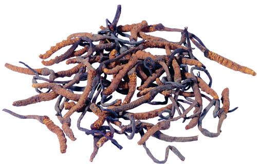 Extrait de Cordyceps Sinensis en poudre fine brun-jaune, qualité alimentaire, pour produits de santé