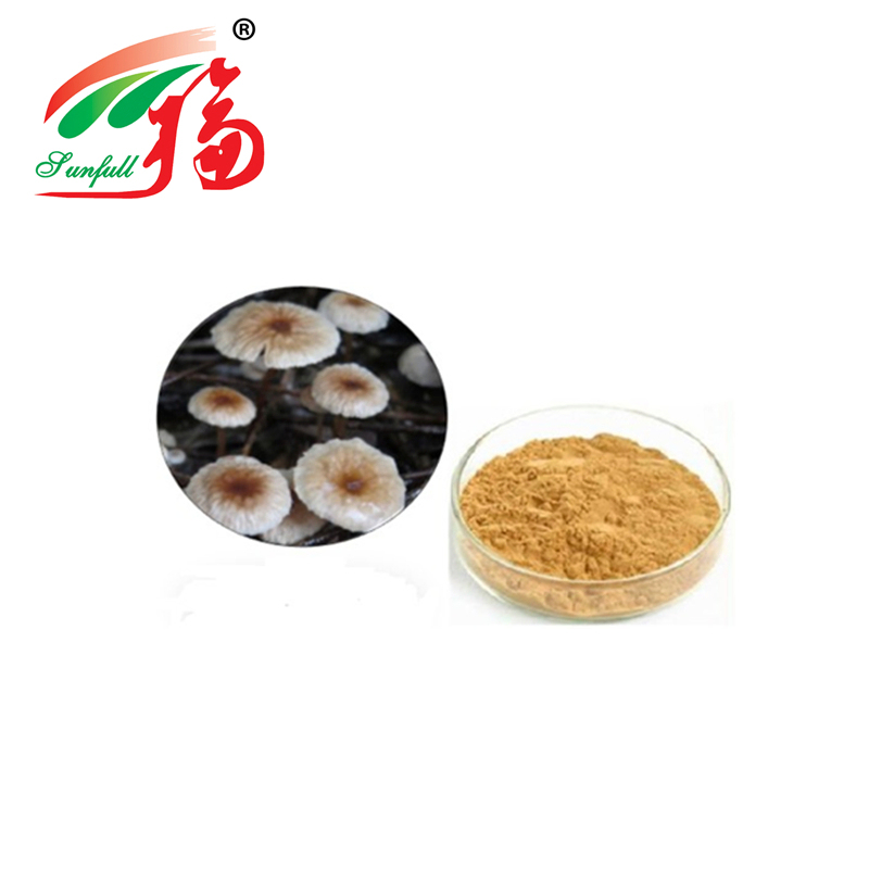 Poudre d'extrait de Marasmius Androsaceus de haute qualité avec 80 mailles, durée de vie de 2 ans et capacité de production de 20 tonnes par an