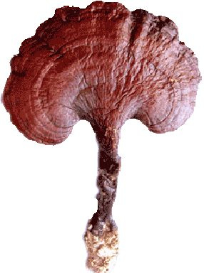 Poudre d'extrait de champignon Reishi avec 30% de polysaccharides pour les aliments fonctionnels pour améliorer l'immunité et le sommeil