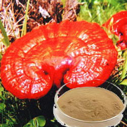 Extrait de champignon Reishi 10% Polysaccharides Poudre fine brun jaune pour les produits de santé pour améliorer l'immunité