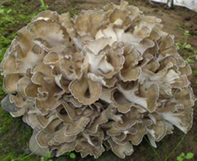 Poudre d'extrait de champignon maitake 10% Polysaccharides pour aliments fonctionnels et produits de soins de santé en poudre jaune brun fin pour l'application en comprimés et en gélules pour renforcer l'immunité