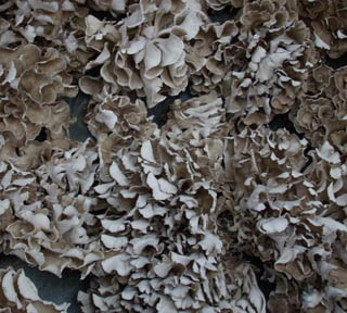 Poudre d'extrait de champignon de maitake jaune brun fin 30% Polysaccharides à utiliser dans les comprimés et les gélules pour renforcer l'immunité