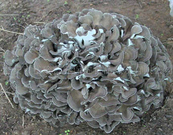 Poudre d'extrait de champignon de maitake jaune brun fin Polysaccharides à 40% pour l'application en comprimés et en gélules pour améliorer l'immunité