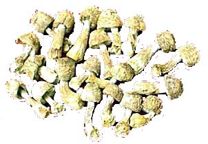 Poudre d'extrait d'Agaricus Blazei contenant 10% de polysaccharides pour aliments fonctionnels dans des comprimés et des capsules