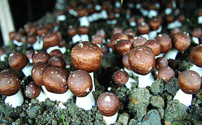 Poudre d'extrait d'Agaricus Blazei avec 20% de polysaccharides pour aliments fonctionnels et produits de santé, en poudre fine jaune-brun pour application en comprimés et gélules