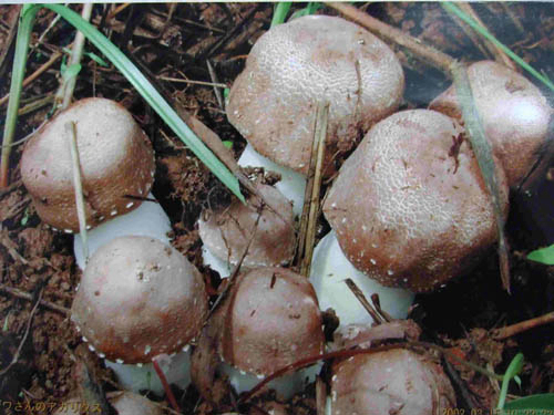 Extrait de champignon Agaricus Blazei en poudre avec 50% de polysaccharides pour aliments fonctionnels et produits de santé