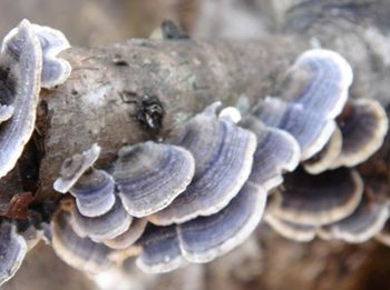 Extrait de Coriolus Versicolor 20% Polysaccharides Poudre de Champignon Queue de Dinde pour Réguler la Glycémie et Réduire les Mucosités
