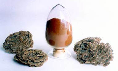 Coriolus Versicolor Extract 30% Polysaccharides pour les aliments fonctionnels avec régulation de la glycémie et réduction des muqueuses