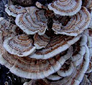 Coriolus Versicolor Extract 30% Polysaccharides pour les aliments fonctionnels avec des propriétés anticancéreuses pour réguler le sucre dans le sang et réduire le flegme