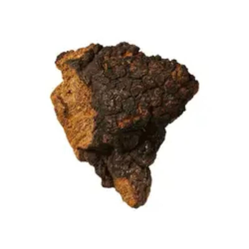 Extrait de chaga 10% polysaccharides poudre jaune brune fine pour les aliments fonctionnels et les produits de santé