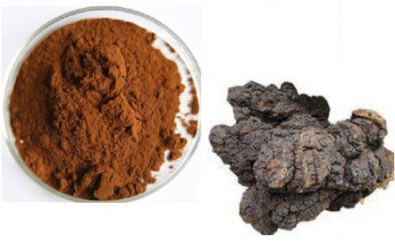 Extrait de chaga 30% polysaccharides poudre jaune brune fine pour les produits alimentaires et de soins de santé fonctionnels