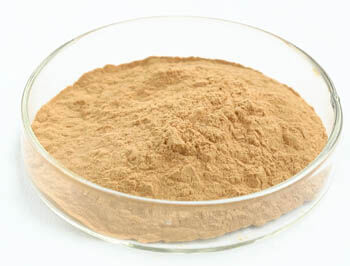 Poudre d'extrait de champignon d'huître contenant 10% de polysaccharides pour aliments fonctionnels sous forme de poudre jaune brune fine