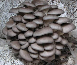 Extrait de champignon huître en poudre avec 50% de polysaccharides pour aliments fonctionnels et bénéfices anti-tumoraux