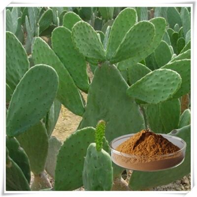 Extrait de cactus (tête, fruit et coussin) - Extrait végétal hydratant et antioxydant naturel pour les produits de soins de la peau, les cosmétiques et les produits fonctionnels