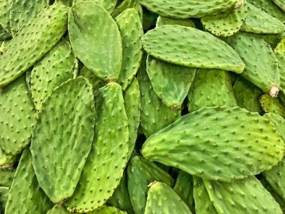 Extrait de cactus (tête, fruit et coussin) - Extrait végétal hydratant et antioxydant naturel pour les produits de soins de la peau, les cosmétiques et les produits fonctionnels
