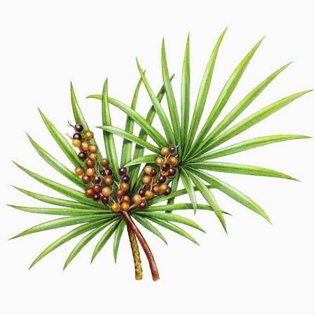 Extrait de Saw Palmetto Haute Puissance 45% d'Acides Gras (Serenoa Repens) - Concentré Premium pour la Santé de la Prostate & Formulations Avancées