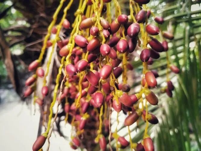 Extrait de Saw Palmetto Haute Puissance 45% d'Acides Gras (Serenoa Repens) - Concentré Premium pour la Santé de la Prostate & Formulations Avancées