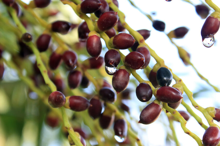 Extrait de Saw Palmetto Haute Puissance 45% d'Acides Gras (Serenoa Repens) - Concentré Premium pour la Santé de la Prostate & Formulations Avancées