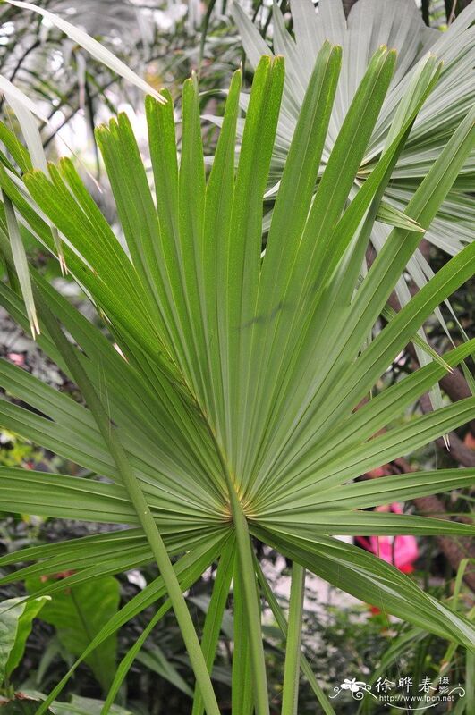Extrait de Saw Palmetto Haute Puissance 45% d'Acides Gras (Serenoa Repens) - Concentré Premium pour la Santé de la Prostate & Formulations Avancées