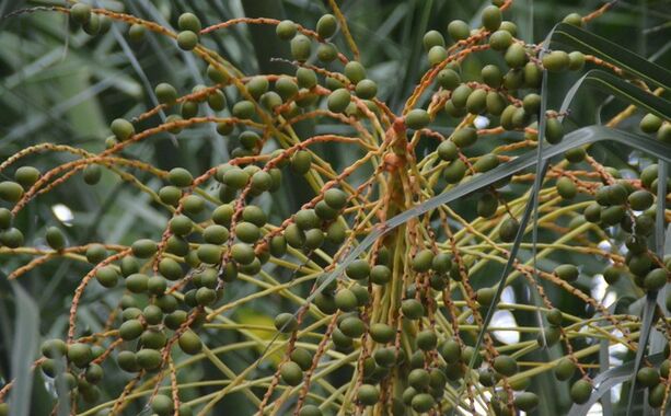 Extrait de Saw Palmetto Haute Puissance 45% d'Acides Gras (Serenoa Repens) - Concentré Premium pour la Santé de la Prostate & Formulations Avancées