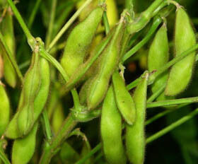 Poudre d'extrait d'isoflavones de soja – Phytoestrogène naturel du soja pour les applications nutraceutiques et alimentaires fonctionnelles