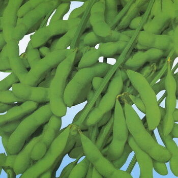 Poudre d'extrait d'isoflavones de soja – Phytoestrogène naturel du soja pour les applications nutraceutiques et alimentaires fonctionnelles