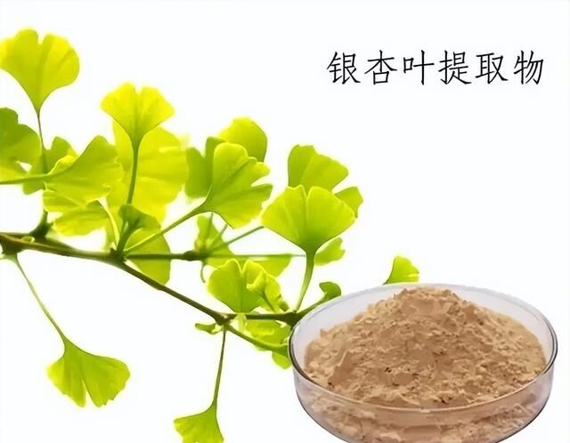 100% naturel soluble dans l'eau 24% ginkgolides Poudre d'extrait de feuilles de ginkgo biloba pour compléments alimentaires