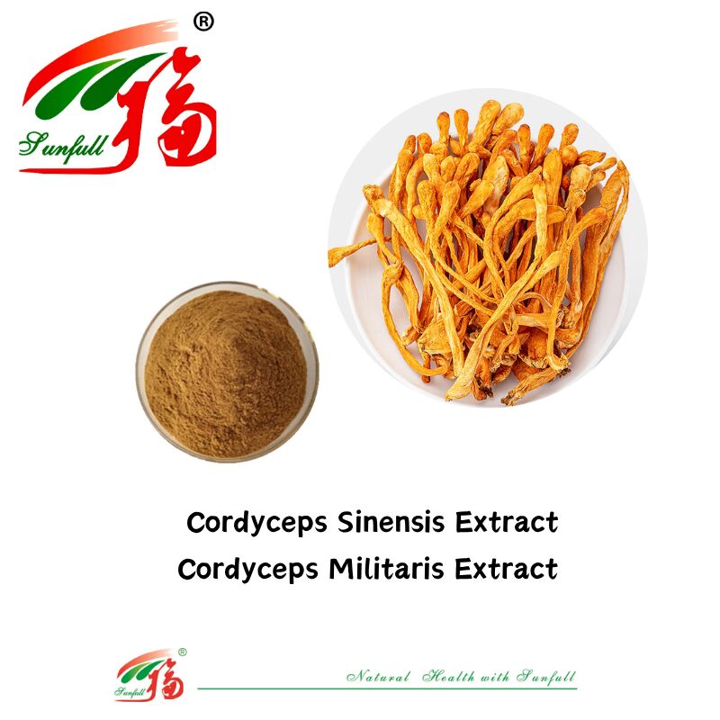 Suppléments alimentaires Hunan Sunfull Agaricus Subrufescens/Hericium Erinaceus/Antrodia/Cordyceps Sinensis/Coriolus Versicolor/Extrait de champignon en poudre