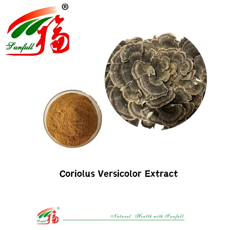Suppléments alimentaires Hunan Sunfull Agaricus Subrufescens/Hericium Erinaceus/Antrodia/Cordyceps Sinensis/Coriolus Versicolor/Extrait de champignon en poudre