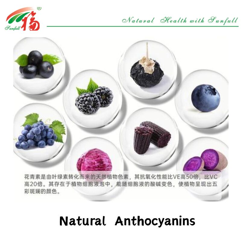 Fourniture d'usine Hunan Sunfull Antioxydants naturels de haute qualité Anthocyanes 1% à 25% Extrait de myrtille/de vieillard/de baies d'açai/de grossières/de myrtilles