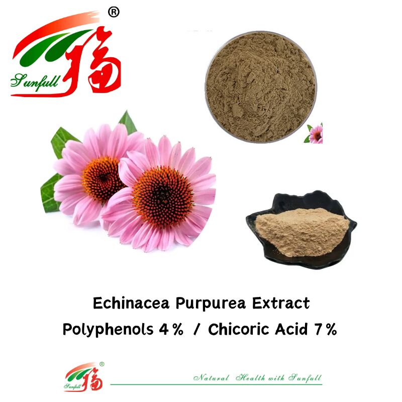 Complément alimentaire à base d'herbes biologiques, polyphénols, 7%, acide cichorique, 4%, poudre, extrait d'échinacée Purpurea