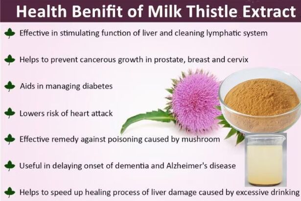 Herbal Silybum Marianum Plante de graines de chardon-Marie en poudre 30% Silybines HPLC UV 40%~80% Liposome 40%-80% Silymarin Extrait de chardon-Marie pour la santé du foie