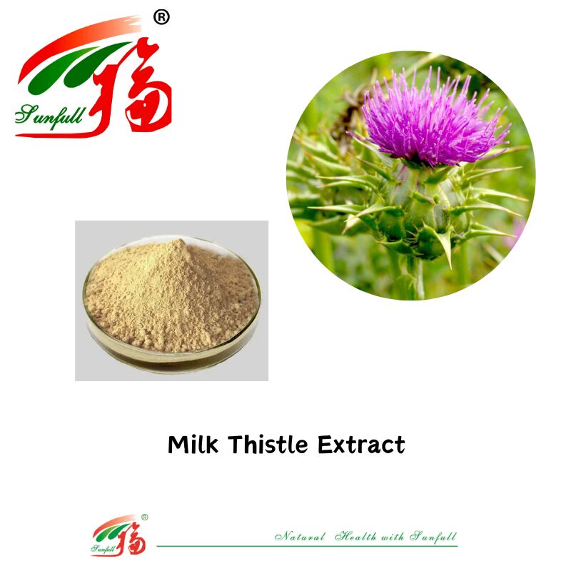 Herbal Silybum Marianum Plante de graines de chardon-Marie en poudre 30% Silybines HPLC UV 40%~80% Liposome 40%-80% Silymarin Extrait de chardon-Marie pour la santé du foie