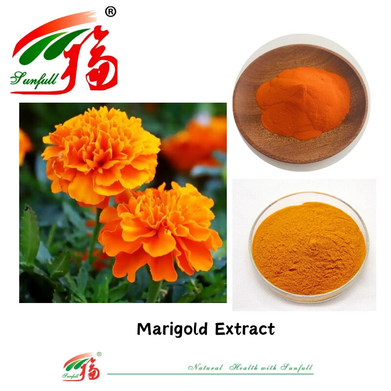 Ingrédients naturels Les yeux Santé Produits alimentaires Zeaxanthine 5% Lutéine soluble dans l'eau 5% HPLC Extrait de fleur de marigold